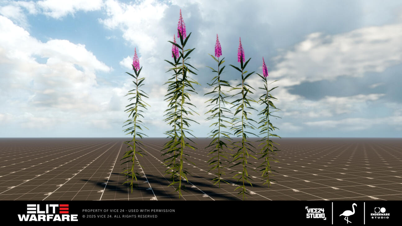 Epilobium